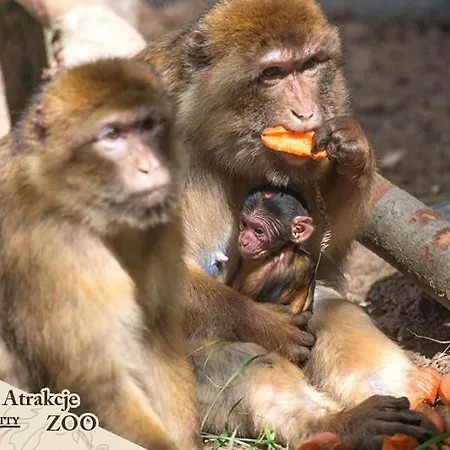 Dolina Charlotty Resort&spa Слупск