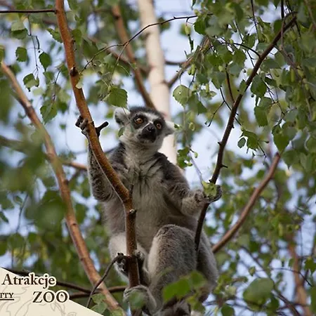 Dolina Charlotty Resort&spa Курортный комплекс 4*