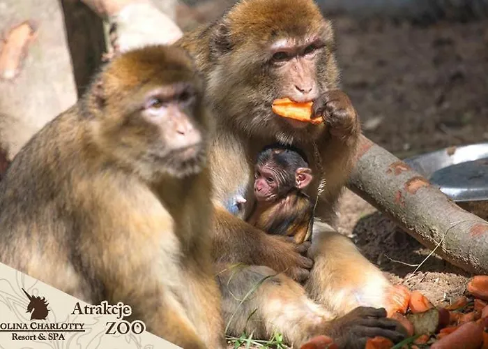 Dolina Charlotty Resort&spa Słupsk