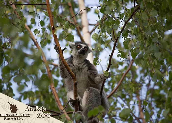 Dolina Charlotty Resort&spa Resort 4*