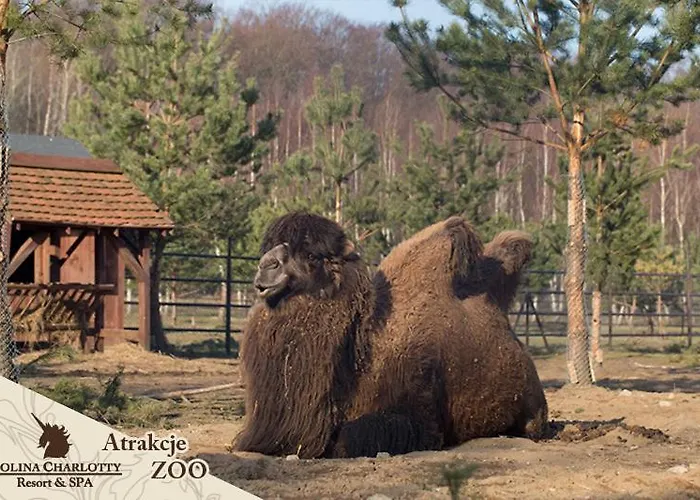 Dolina Charlotty Resort&spa